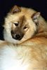 Eurasier Foto: Eurasier Hündin (ID 6162) Eurasier Hund