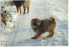 Eurasier Foto: Anukis im Schnee (ID 30657) Eurasier Hund