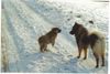 Eurasier Foto: Anukis mit Tante Suying (ID 30659) Eurasier Hund