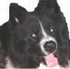 Eurasier Foto: Reinrassiger Eurasier (ID 19953) Eurasier Hund