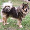 Eurasier Foto: Atreju vom Valentinschlössel (ID 30956) Eurasier Hund