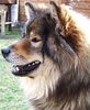 Eurasier Foto: Atreju vom Valentinschlössel (ID 30957) Eurasier Hund