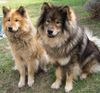 Eurasier Foto: Gelia vom Seewaldbach & Atreju vom Valentinschlössel (ID 30958) Eurasier Hund