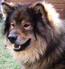 Eurasier Foto: Atreju vom Valentinschlössel (ID 30959) Eurasier Hund