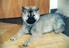 Eurasier Foto: Akiro 04Monate (ID 11792) Eurasier Hund