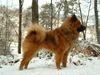 Eurasier Foto: Eurasierrüde Barny vom Hölscherhof, 21 Monate (ID 7929) Eurasier Hund