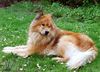 Eurasier Foto: Zanto von Aetzrüti (ID 5334) Eurasier Hund