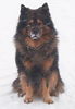 Eurasier Foto: Aiello von Asgard im Schnee (ID 27832) Eurasier Hund