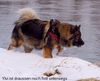 Eurasier Hund