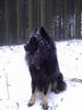 Eurasier Foto: Arass v. Bodenseeblick (ID 28174) Eurasier Hund