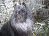 Eurasier Foto: Arass v. Bodenseeblick (ID 28173) Eurasier Hund