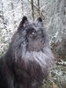 Eurasier Foto: Arass v. Bodenseeblick, CH (ID 28176) Eurasier Hund