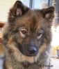 Eurasier Hund