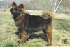 Eurasier Foto: Agi vom Schneegraben (ID 29294) Eurasier Hund