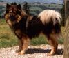 Eurasier Foto: Eurasierrüde (ID 1332) Eurasier Hund