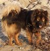 Eurasier Foto: Eurasierrüde Akela vom Valentinschlössel (ID 27413) Eurasier Hund