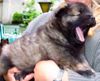 Eurasier Foto: Akira vom Valentinschlössel - 5 Wo (ID 12770) Eurasier Hund