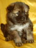 Eurasier Foto: Amy vom Zauberwald (ID 27834) Eurasier Hund
