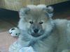 Eurasier Foto: Anukis 10 Wochen (ID 30548) Eurasier Hund