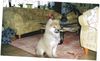 Eurasier Foto: Anukis 13 Wochen (ID 30553) Eurasier Hund