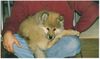Eurasier Foto: Anukis: hier gefällt es mir (ID 30554) Eurasier Hund