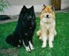 Eurasier Foto: ...wenn der Vater mit dem Sohne, Zanto&Arass (ID 5329) Eurasier Hund