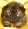 Eurasier Foto: Aragon vom Zauberwald (ID 27837) Eurasier Hund