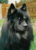 Eurasier Foto: Eurasier-Rüde, Arass vom Bodensee-Blick 14 Mt. (ID 5327) Eurasier Hund
