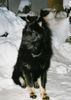 Eurasier Foto: Arass vom Bodensee-Blick 7,5 Mt. (ID 5331) Eurasier Hund