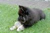 Eurasier Foto: Arass 10 Wochen (ID 5332) Eurasier Hund