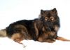 Eurasier Foto (ID 1848) Eurasier Hund