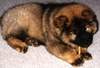 Eurasier Foto: EURASIERWELPE Arras - 9 Wochen alt (ID 988) Eurasier Hund