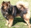 Eurasier Foto: Österr.Deckrüde (ID 1029) Eurasier Hund