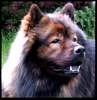 Eurasier Foto: EURASIER (ID 948) Eurasier Hund