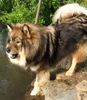 Eurasier Foto: Eurasier Atreju (ECA) (ID 21995) Eurasier Hund
