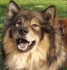 Eurasier Foto: Atreju vom Valentinschlössel (ID 21996) Eurasier Hund