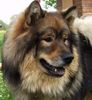 Eurasier Foto: Atreju - 11 Monate (ID 21994) Eurasier Hund