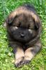 Eurasier Foto: Ayana vom Valentinschlössel - 5 Wo (ID 12769) Eurasier Hund