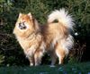 Eurasier Hund