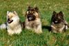 Eurasier Hund