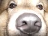 Eurasier Foto: los las mich ma schnüffeln! (ID 29524) Eurasier Hund