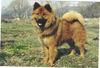 Eurasier Foto: Casanova von Massow-Krummau (ID 29293) Eurasier Hund