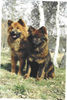 Eurasier Foto: Agi + Casanova (ID 29295) Eurasier Hund