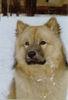 Eurasier Foto: Cjango vom Steigererhof (ID 25626) Eurasier Hund