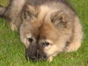 Eurasier Foto: Chila (Bjela) vom Zauberwald, 10 Wo. (ID 31319) Eurasier Hund