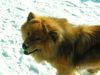 Eurasier Foto: Bode Vom Tal der Raben (ID 23186) Eurasier Hund