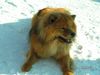 Eurasier Foto: Bode Vom Tal der Raben (ID 23180) Eurasier Hund
