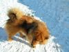 Eurasier Foto: Bode Vom Tal der Raben (ID 23181) Eurasier Hund