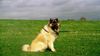 Eurasier Hund