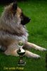 Eurasier Foto: Eurasier-Rüde Asterix von den Prinzensteinen (ID 11630) Eurasier Hund